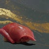 熟成鮨万ラベル